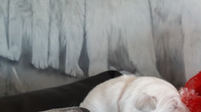 Mama helemaal ongerust als haar pups op de foto moeten.